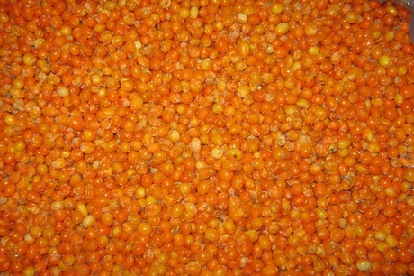 облепиха замороженая