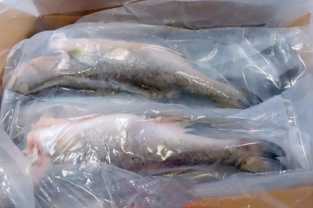 окунь японский