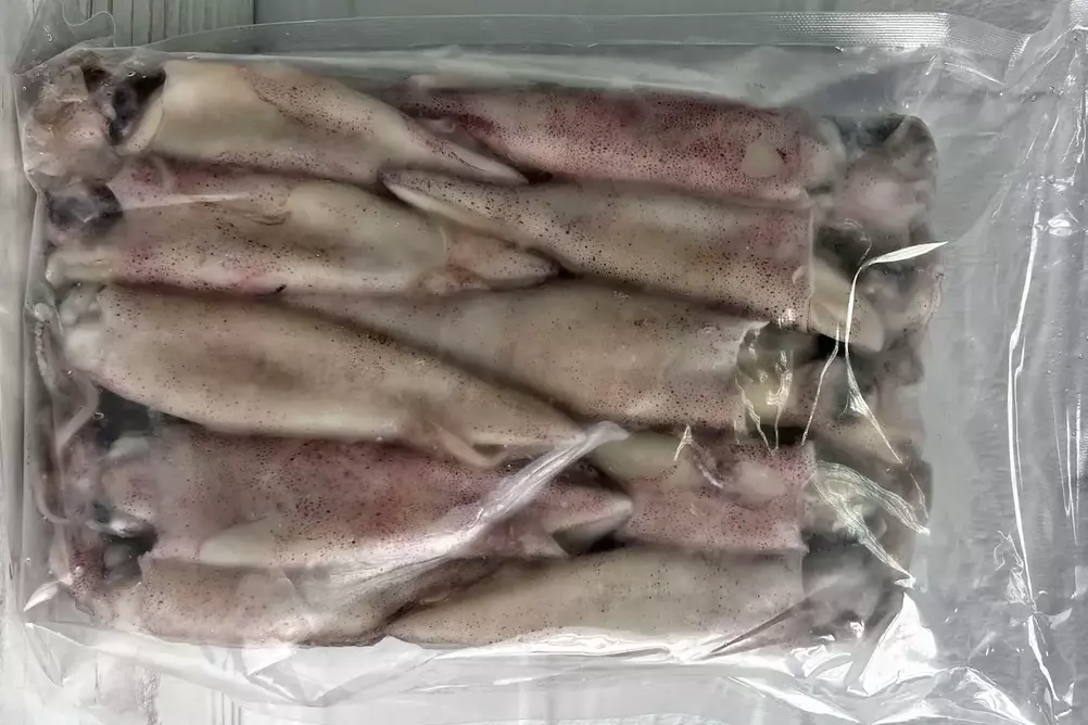 патагонский кальмар