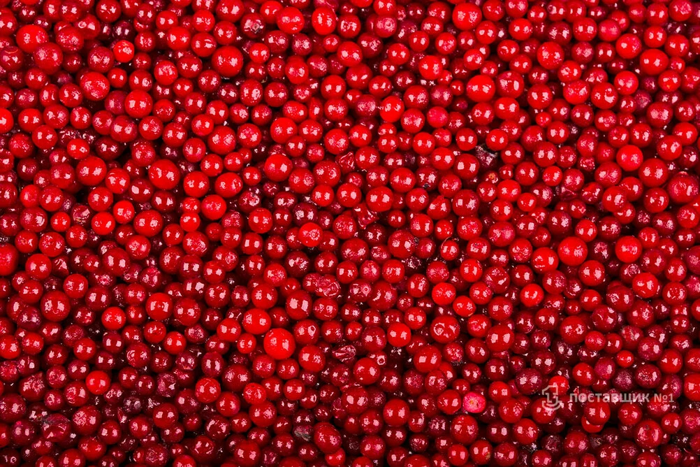 брусника лесная