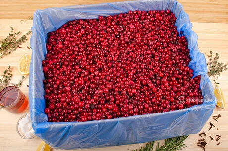 клюква лесная