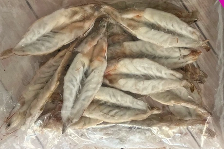 креветка бабочка