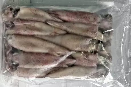 патагонский кальмар