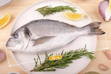 дорадо размер рыбы