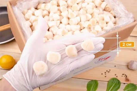 морской гребешок