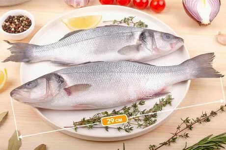 сибас размеры