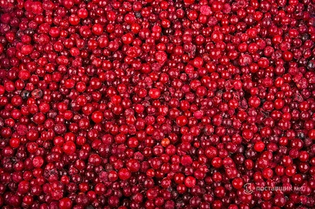ягода клюква
