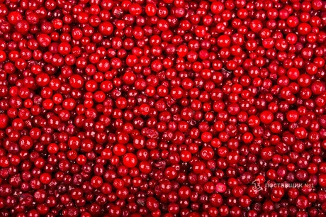 брусника лесная